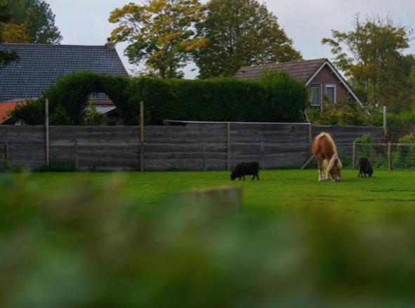 Vakantiewoningen De Schelp Renesse Eksteriør bilde