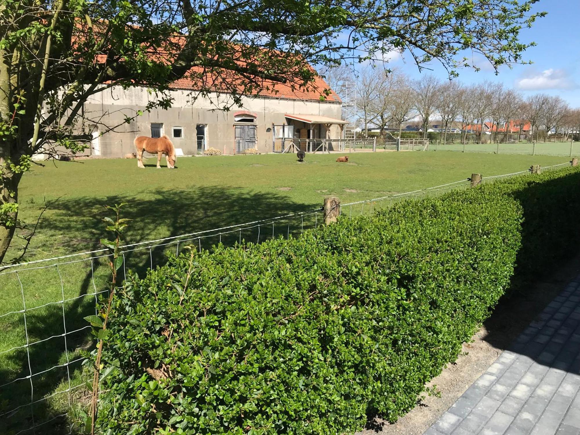 Vakantiewoningen De Schelp Renesse Eksteriør bilde